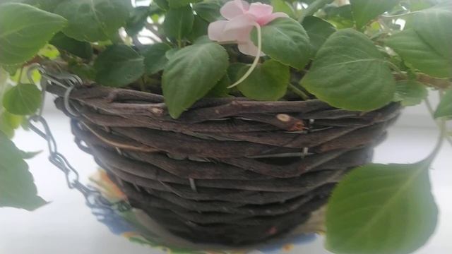 ? Что делать с этим красавчиком? Бальзамин Импреза Черри Сплэш #бальзамин смотреть онлайн