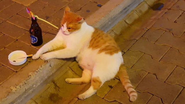 Сдадкая жизнь кошки Питбулька в Алания (Турция) смотреть онлайн