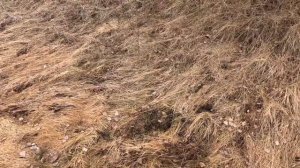 Металлоискатель QUEST X10PRO. Аппарат начинает работать и зарабатывать