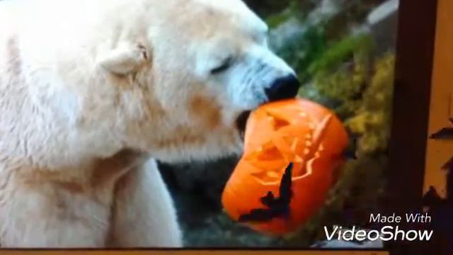 Мир животных и аниме смотреть онлайн