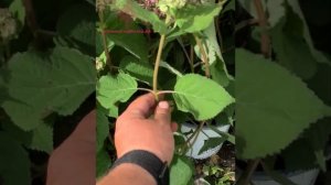 Гортензия древовидная Winers. Пинк Анабель2, Руби Анабель, Свит Анабель, Лайм Рикки и др.