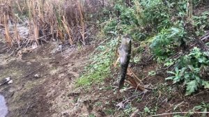 Ротан на поплавок