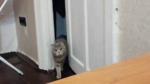 Пуша открывает дверь