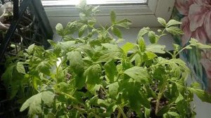 РАННЕСПЕЛЫЙ ВЫСОКОУРОЖАЙНЫЙ СОРТ ТОМАТ КОРНЕЕВСКИЙ. 5 серия