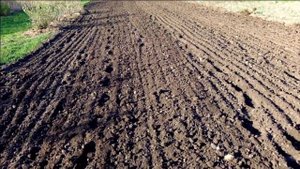 Ячмень с горохом как сидерат, от посева до пашни.