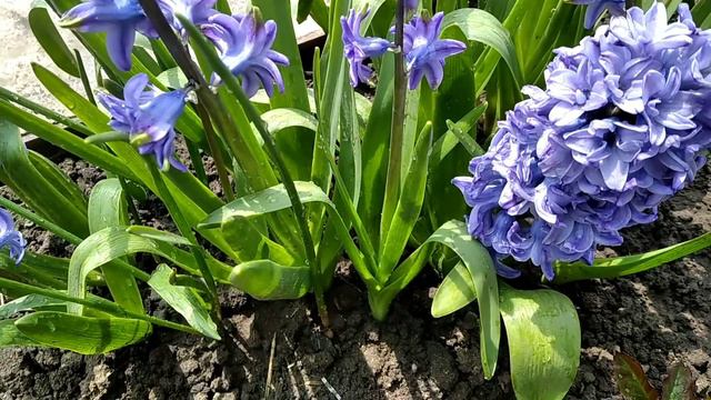 Весенние цветы (часть 1) смотреть онлайн