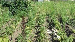 растет ли черешня в средней полосе и плодоношение