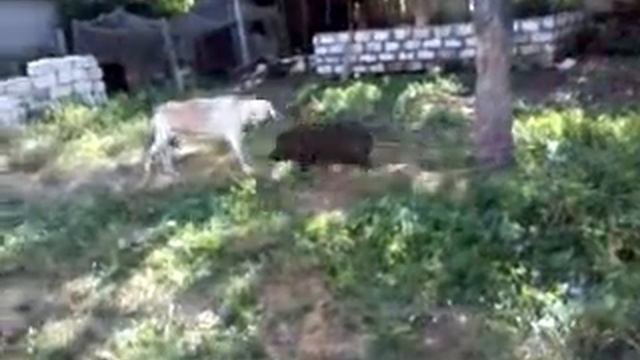 кабан вышел на охоту в село.......светало...) смотреть онлайн