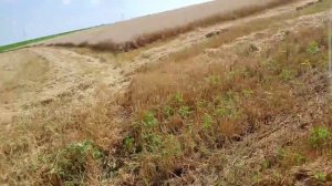 начал косить пшеницу .