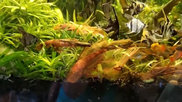 Анциструсы вуалевые - просто красавцы смотреть онлайн