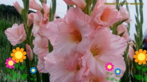 Гладиолус гибридный Вамп. Краткий обзор, описание характеристик, где купить gladiolus Vamp