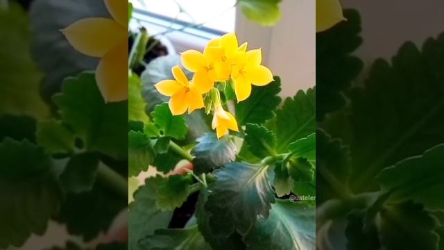 Каланхоэ. Грунт.                   kalanchoe.