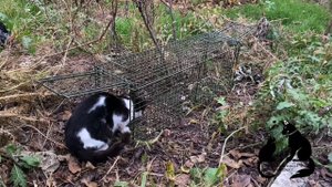 Живоловушка котоловка