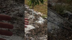 Гипсование почвы. Время внесения и дозировка.