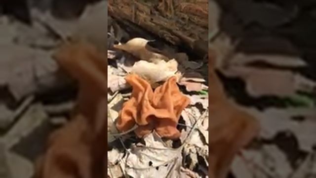 Gyromitra esculenta False Morel Beefsteak Mushroom Michigan by Caballo Blanco смотреть онлайн