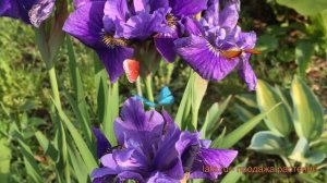 Ирис сибирский Пеплишес (iris sibirica) ? ирис Пеплишес обзор: как сажать саженцы ириса Пеплишес