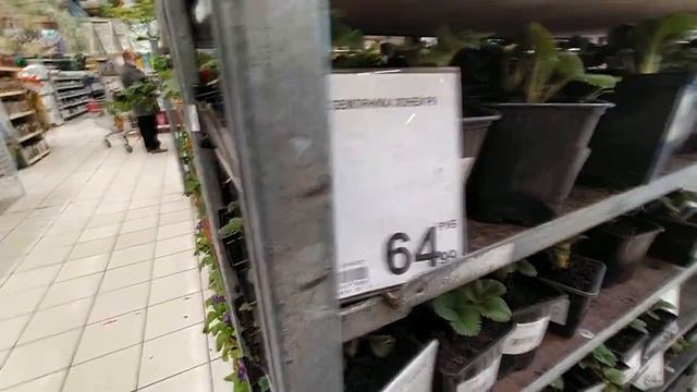 В магазине Ашан появилась рассада в контейнерах