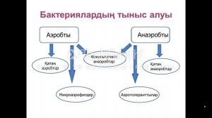 №4 бейнедәріс.  Микроорганизмдер физиологиясы