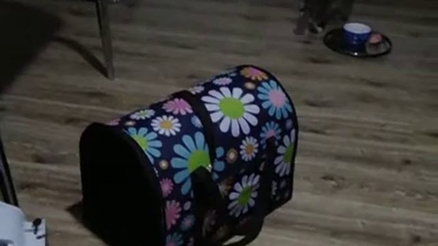 У нас паспорт,теперь я Тимка!!Ищем родителей.....домашние дела. смотреть онлайн