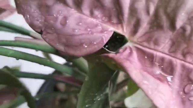 #10 most common varieties of syngonium#পশ্চিমবঙ্গের দশটি সিঙ্গোনিয়ামের কমন ভ্যারাইটি