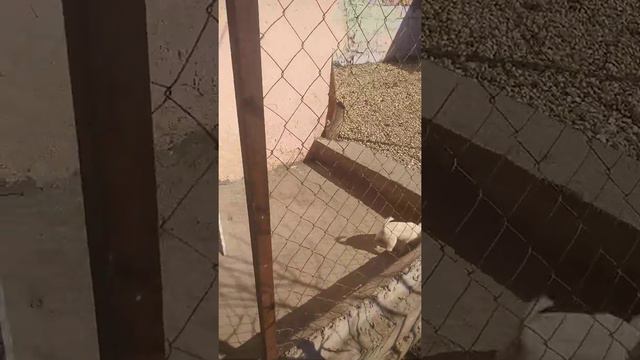 Альтаир продается чихуахуа