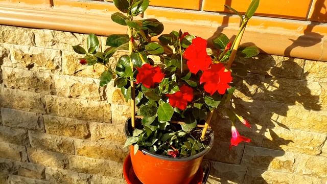 Дипладения --вечнозеленая лиана. ПроСтоТамара. Мир прекрасен! смотреть онлайн