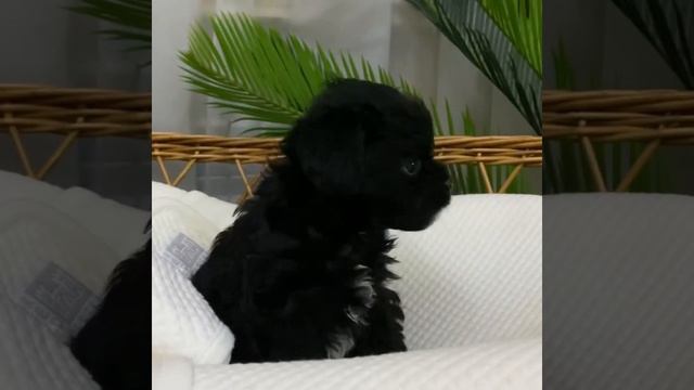 Micro puppies poodle Ricky