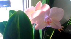 ❀Орхидея. Фаленопсис Легато  Orchid.  Phalaenopsis Legato.mp4
