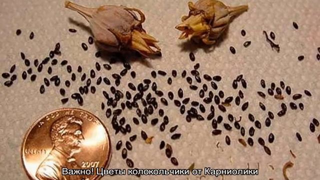 Колокольчики цветы — описание растения и виды