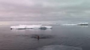 Купаемся в море Лаптевых вода минус 2..