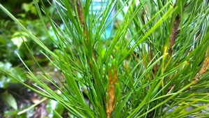 кедр укоренение 10-летних веточек. cedar. rooting a 10-year-old branches.