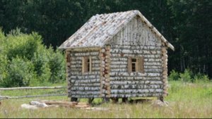 Почему дома на Руси строили из сосны, а березу никогда не использовали