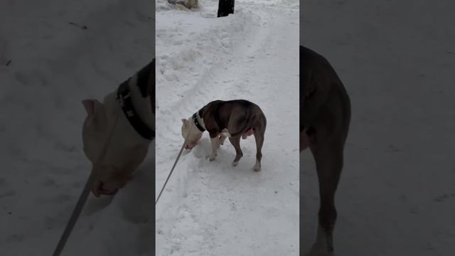 Кормим ворон сухим кормом. #dog #амстафф #amstaff #тренд #шортс #семья #собака #тренировка