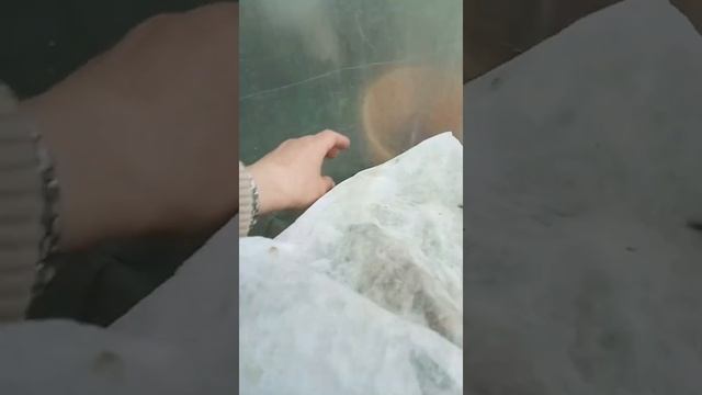 Томаты в ведрах, горшках, контейнерах или баках. смотреть онлайн