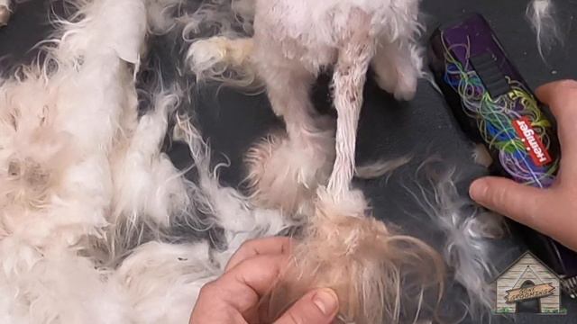 Matted tail maltese PART 3 of 3 смотреть онлайн