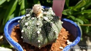 🌟Астрофитум Цветет🌟 Astrophytum asterias hybrid blooming 🌟
