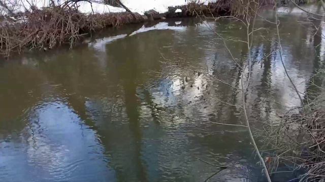 Прогулка по экотропе в Куркино.    Долина реки Сходня. Экотропа.