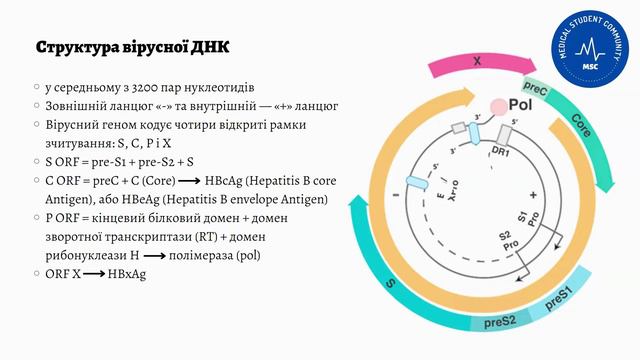 Віруси збудники гепатитів смотреть онлайн