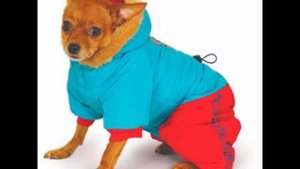 одежда собак из старого свитера