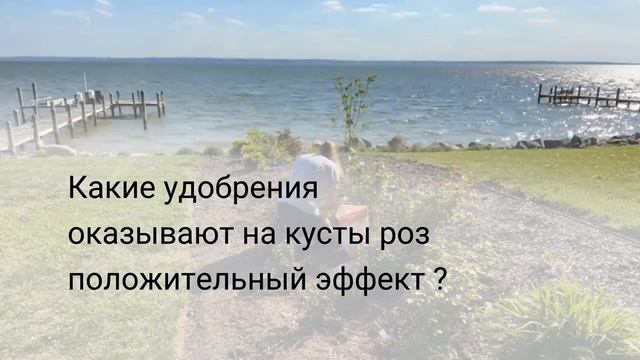 Чем подкормить розы в начале весны? смотреть онлайн