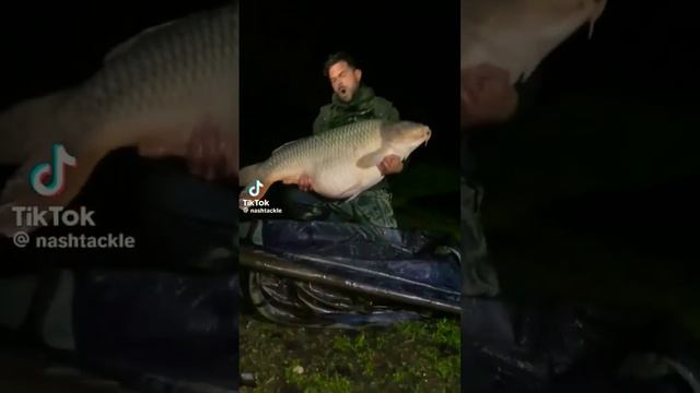 Трофейний карп смотреть онлайн