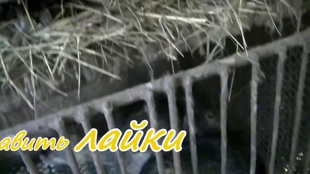 НУТРИЯ НЕ  БЕЗОБРАЗНО  БЕРЕМЕННАЯ   САМКА