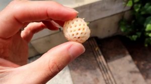 PINEBERRY - Does This White Strawberry Taste like Pineapple?
