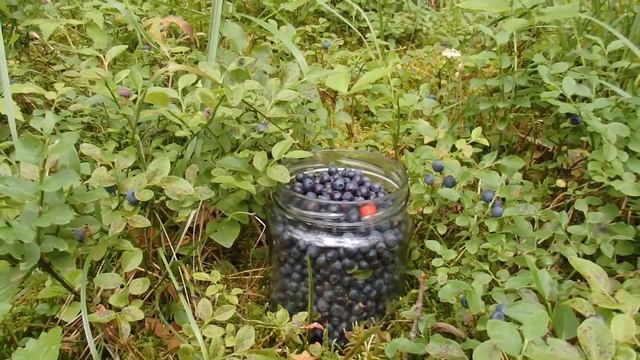 Мои поездки в лес за черникой и клубникой ! Собираю ягоды ! смотреть онлайн