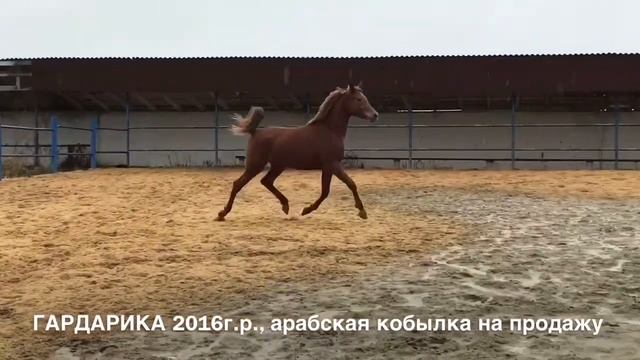 Продажа лошадей арабской чистокровной породы конефермы Эквилайн, кобылка ГАРДАРИКА 2016г.р. смотреть онлайн