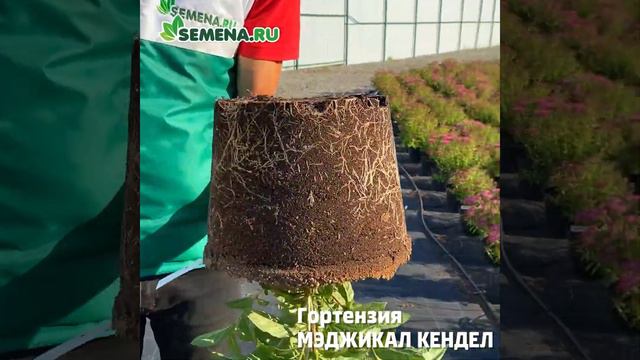 Гортензия Мэджикал кендел
