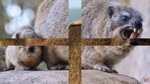 Даман капский (лат. Procavia capensis)