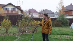 чаша (вазообразная крона) как форма кроны - редко подходит для Вашего сада дополнение к САД МЕЧТЫ