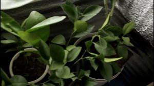 ЗИМНЯЯ ТЕПЛИЦА ДЛЯ ЦИТРУСОВЫХ