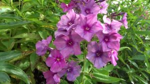 Флокс метельчатый  Сумрак. Автор: Гаганов П.Г. Год: 1953.